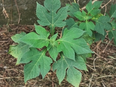 Tithonia diversifolia