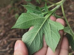 Tithonia diversifolia