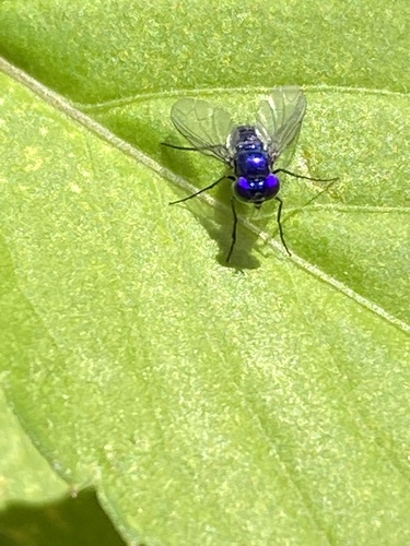 Dolichopodidae image