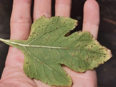 Tithonia diversifolia