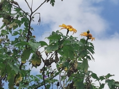 Tithonia diversifolia
