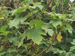 Tithonia diversifolia