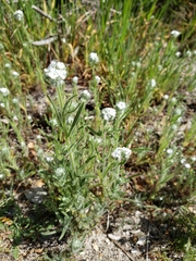 Cryptantha intermedia johnstonii