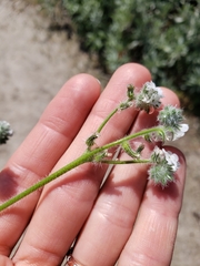 Cryptantha intermedia johnstonii