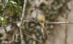 Xenotriccus mexicanus