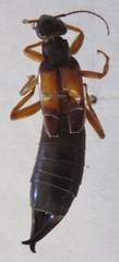 Carcinophora americana