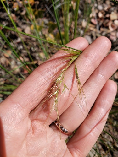 Image of Nassella lepida by (c) Amy, some rights reserved (CC BY)