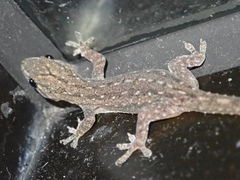 Hemidactylus frenatus