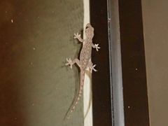 Hemidactylus frenatus