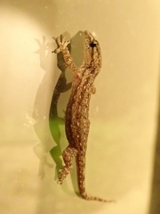 Hemidactylus frenatus