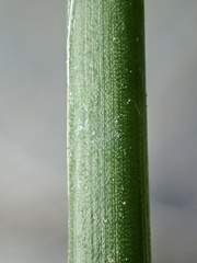 Juncus rugulosus