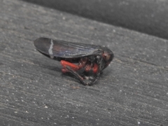 Eurymeloides lineata