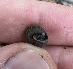 Euchemotrema
