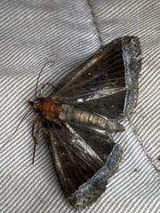 Coremagnatha orionalis