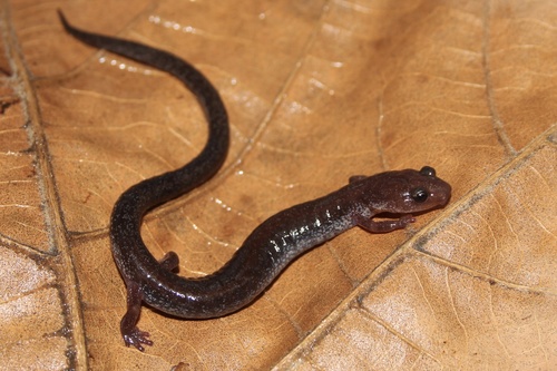 Eastern Red-backed Salamander, photo 2 of 10