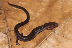 Redback Salamander photo 2