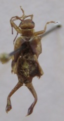 Ancistrogaster luctuosus