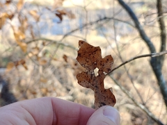 Quercus georgiana