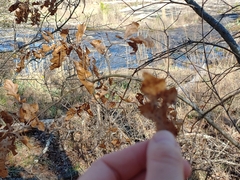 Quercus georgiana