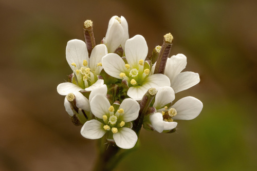 Cardamine hirsuta