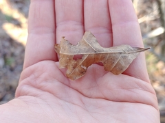 Quercus georgiana