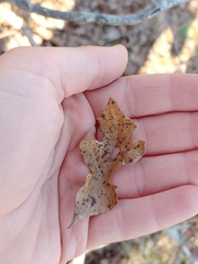 Quercus georgiana