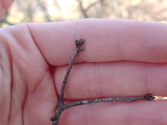 Quercus georgiana