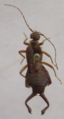 Ancistrogaster luctuosus