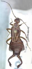 Ancistrogaster luctuosus