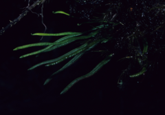 Scleroglossum sulcatum