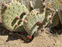 Opuntia basilaris