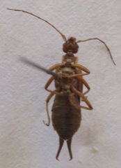 Skendylinae