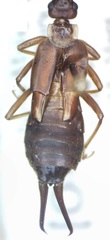 Skendylinae