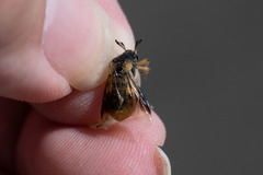 Ripiphorus rex