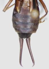 Skendylinae