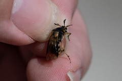 Ripiphorus rex