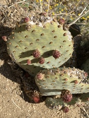 Opuntia basilaris