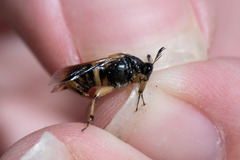 Ripiphorus rex