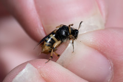 Ripiphorus rex