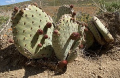 Opuntia basilaris