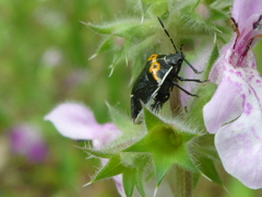 Cosmopepla conspicillaris