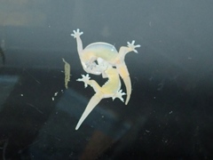 Hemidactylus platyurus