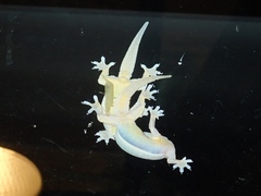 Hemidactylus platyurus