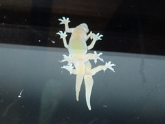 Hemidactylus platyurus