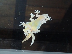 Hemidactylus platyurus