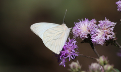 Hesperocharis costaricensis