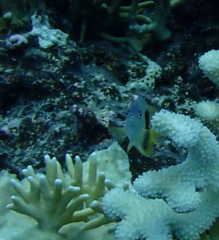 Plectroglyphidodon johnstonianus