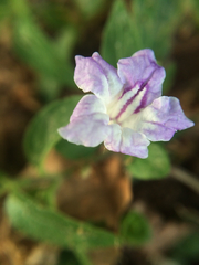 Ruellia repens