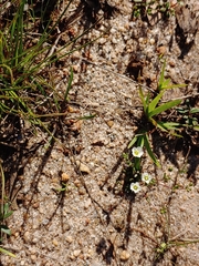 Mononeuria uniflora