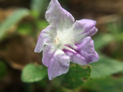 Ruellia repens